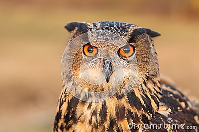 Eurasian eagle-owl looking at camera. Stock Photo