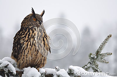 Eurasian Eagle Owl sitting on coniferous tree Stock Photo