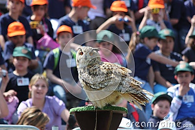 Eurasian Eagle Owl Editorial Stock Photo