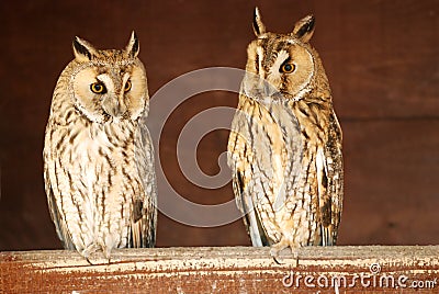 Eurasian Eagle-owls in the barn Stock Photo