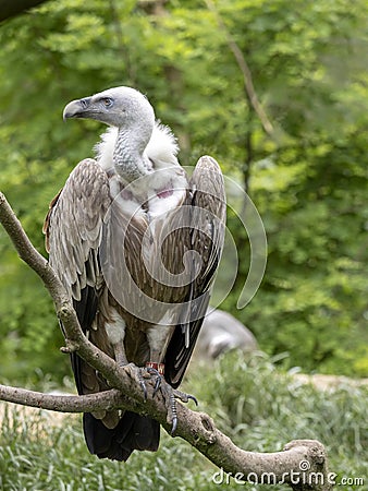 Eurasian Griffon Vulture, Gyps fulvus, Europe`s largest flying predator Stock Photo