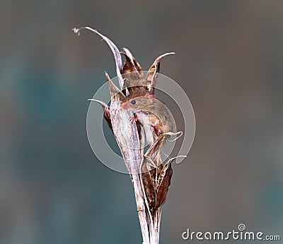 Eurasian harvest mouse Stock Photo