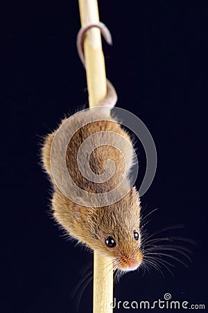 Eurasian harvest mouse (Microbes minutus) Stock Photo