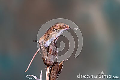 Eurasian harvest mouse Stock Photo