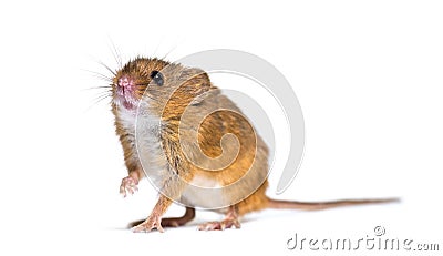 Eurasian harvest mouse, Micromys minutus Stock Photo