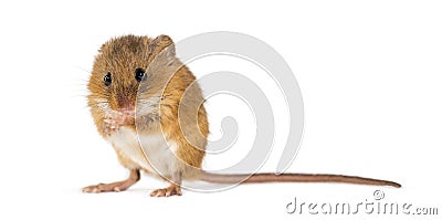 Eurasian harvest mouse, Micromys minutus, grooming Stock Photo