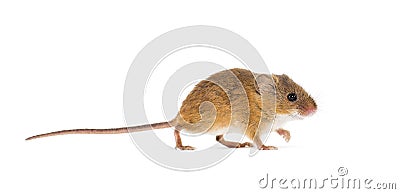 Eurasian harvest mouse, Micromys minutus, isolated on white Stock Photo