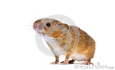 Eurasian harvest mouse, Micromys minutus, isolated on white Stock Photo