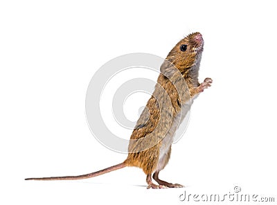 Eurasian harvest mouse Micromys minutus Stock Photo