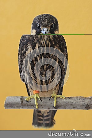 Eurasian Hobby(Falco Subbuteo) Stock Photo
