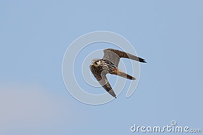 Eurasian Hobby falcon Falco subbuteo flying, in flight Stock Photo