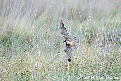 Eurasian Hobby falcon Falco subbuteo flying, in flight, bankin Stock Photo