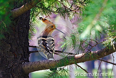 Eurasian Hoopoe -2 Stock Photo