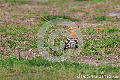 Eurasian Hoopoe bird Stock Photo