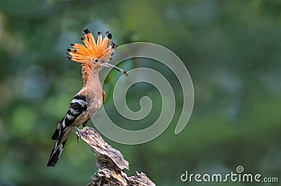 Eurasian Hoopoe or Common Hoopoe or Upupa epops. Stock Photo