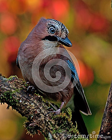 Eurasian jay with the autumn colors around it Stock Photo