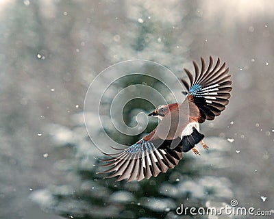 Eurasian jay, Garrulus glandarius flying in falling snow Stock Photo