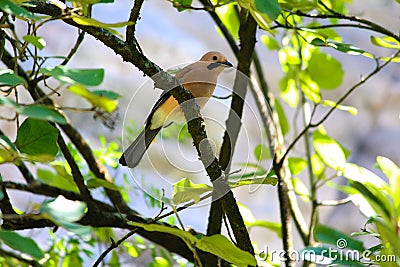 Eurasian Jay, Garrulus glandarius, Mukteshwar, Nainital, Uttarakhand Stock Photo