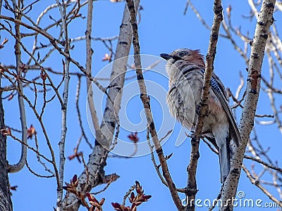 Eurasian Jay Garrulus glandarius perched on a tree branch in a bright April day Stock Photo