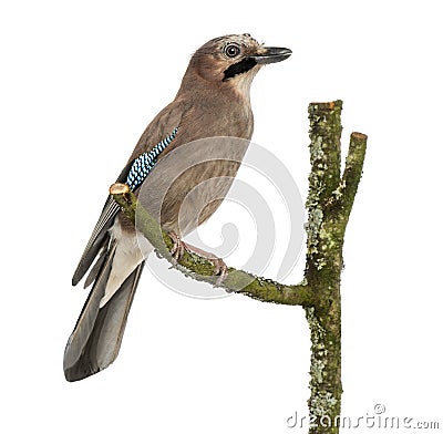 Eurasian Jay perching on a branch, Garrulus glandarius, isolated Stock Photo