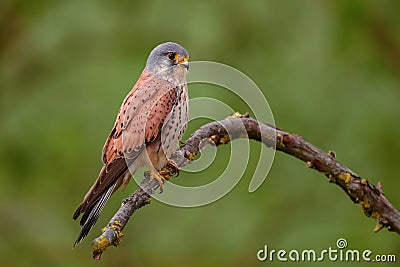 Eurasian Kestrel - Falco tinnunculus Stock Photo