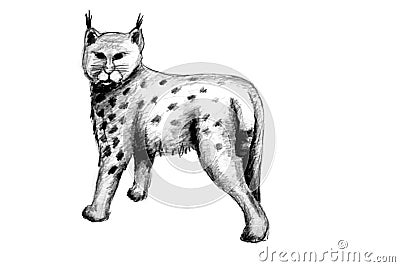 Eurasian Lynx Cartoon Illustration