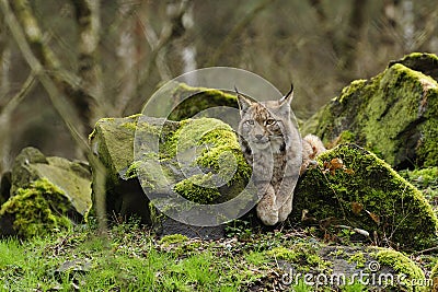 Eurasian Lynx Stock Photo