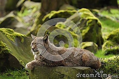 Eurasian Lynx Stock Photo