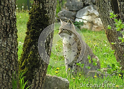 Eurasian Lynx Stock Photo