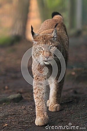 Eurasian lynx Stock Photo