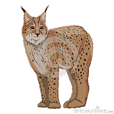 Eurasian lynx or Lynx lynx. Big wild cats. Animals of Europe, Asia and America. Vector Illustration