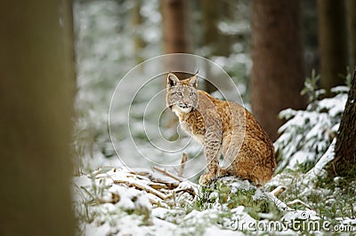 Eurasian lynx cub standing in winter colorful forest with snow Stock Photo