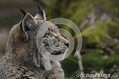 Eurasian lynx ( lynx lynx ) Stock Photo