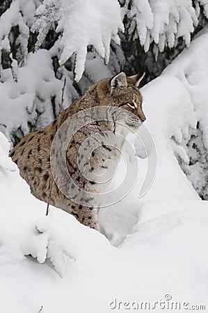 Eurasian lynx ( lynx lynx ) Stock Photo