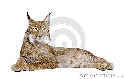 Eurasian Lynx - Lynx lynx (5 years old) Stock Photo