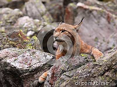 Eurasian Lynx Stock Photo