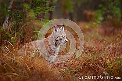 Eurasian lynx walking. Wild cat from Germany. Bobcat among the trees. Hunting carnivore in autumn grass. Lynx in green forest. Wil Stock Photo