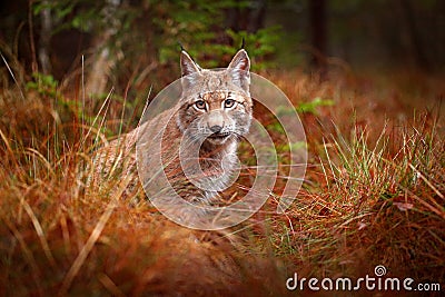 Eurasian lynx walking. Wild cat from Germany. Bobcat among the trees. Hunting carnivore in autumn grass. Lynx in green forest. Wil Stock Photo