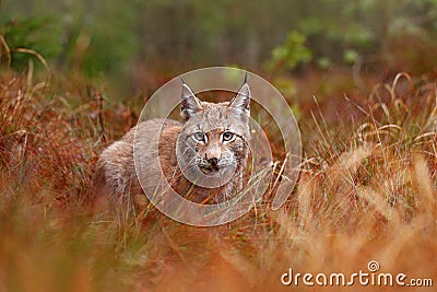 Eurasian lynx walking. Wild cat from Germany. Bobcat among the trees. Hunting carnivore in autumn grass. Lynx in green forest. Wil Stock Photo