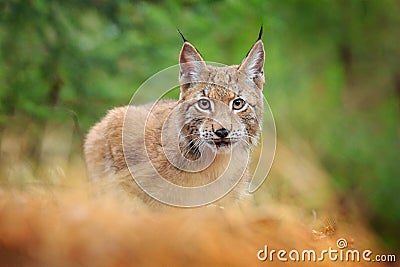 Eurasian lynx walking. Wild cat from Germany. Bobcat among the trees. Hunting carnivore in autumn grass. Lynx in green forest. Wil Stock Photo