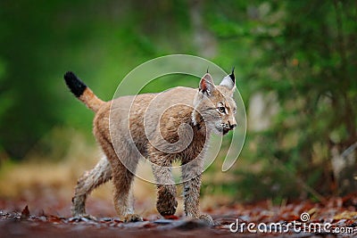 Eurasian lynx walking. Wild cat from Germany. Bobcat among the trees. Hunting carnivore in autumn grass. Lynx in green forest. Wil Stock Photo