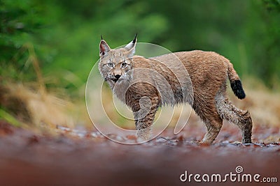 Eurasian lynx walking. Wild cat from Germany. Bobcat among the trees. Hunting carnivore in autumn grass. Lynx in green forest. Wil Stock Photo