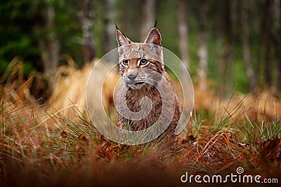 Eurasian lynx walking. Wild cat from Germany. Bobcat among the trees. Hunting carnivore in autumn grass. Lynx in green forest. Wil Stock Photo