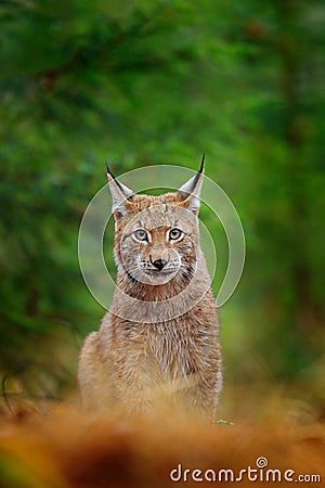 Eurasian lynx walking. Wild cat from Germany. Bobcat among the trees. Hunting carnivore in autumn grass. Lynx in green forest. Wil Stock Photo