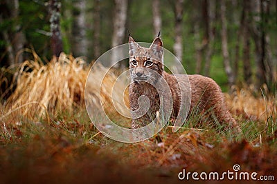 Eurasian lynx walking. Wild cat from Germany. Bobcat among the trees. Hunting carnivore in autumn grass. Lynx in green forest. Stock Photo