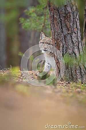 The Eurasian lynx Lynx lynx a young lynx under a tre. Autumn scene with big european cat. Portrait of a relaxed animal. Stock Photo