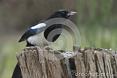 Eurasian magpie looking for food Stock Photo