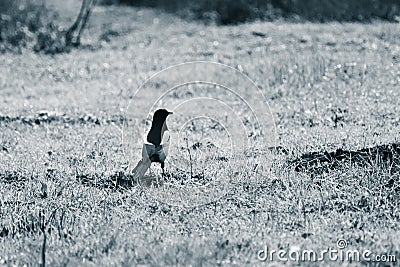 Eurasian magpie walking away Single lonely bird Stock Photo
