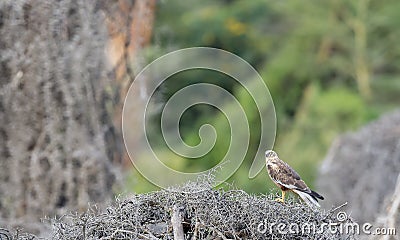 Eurasian Marsh harrier sitting on a dry wood pile at Lake Naivasha, Kenya Stock Photo