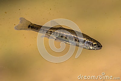 Eurasian minnow swimming in water of river Stock Photo